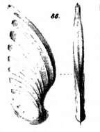 Image de <i>Cristellaria caelata</i> Schwager 1866