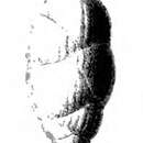 Image of Uvigerina gemmaeformis Schwager 1866
