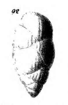 Image of Uvigerina gemmaeformis Schwager 1866