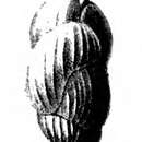 Sivun Uvigerina nitidula Schwager 1866 kuva