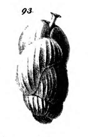 Image of Uvigerina nitidula Schwager 1866