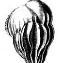 Image of Uvigerina crassicostata Schwager 1866