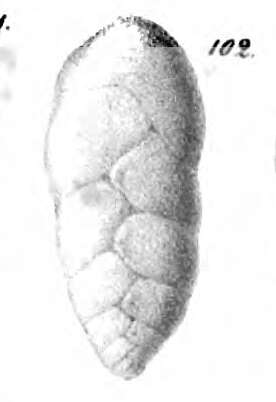 Image of Bolivina ligularia Schwager 1866