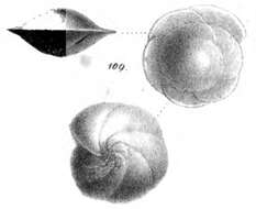 Image of Rotalia flosculiformis Schwager 1866