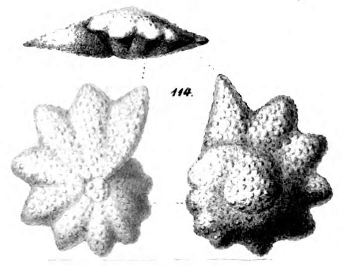 Image of Calcarina nicobarensis Schwager 1866