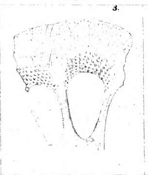 Image of Calcarina nicobarensis Schwager 1866