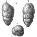 صورة Ataxophragmium subovale Schwager 1866