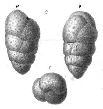 Image of Ataxophragmium subovale Schwager 1866