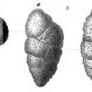 Image of Ataxophragmium laceratum Schwager 1866