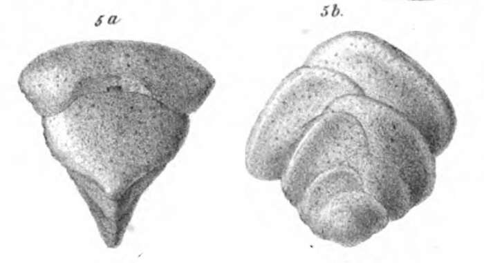 Image of Plecanium Reuss 1862