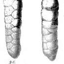 Gaudryina subrotundata Schwager 1866 resmi