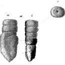 Image of Gaudryina pavicula Schwager 1866