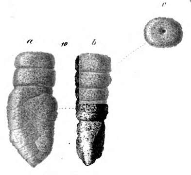 Image of Gaudryina pavicula Schwager 1866