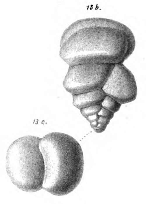 Image of Gaudryina uva Schwager 1866