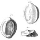 Image of Quinqueloculina eborea Schwager 1866