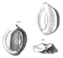 Plancia ëd Quinqueloculina eborea Schwager 1866