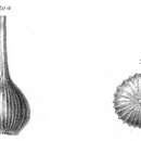 Image of Lagena caepulla Schwager 1866