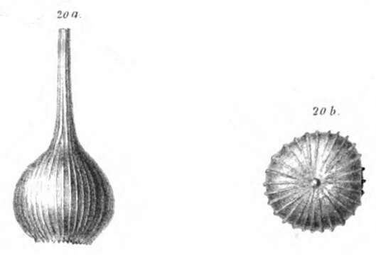 Image of Lagena caepulla Schwager 1866