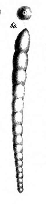 Image of Nodosaria fustiformis Schwager 1866