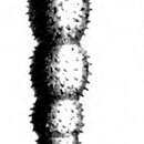 Image of Nodosaria hispida Schwager 1866