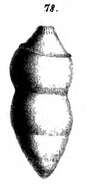 Image of Glandulina solita Schwager 1866