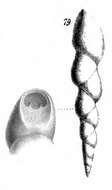 Image of Pleurostomella alternans Schwager 1866