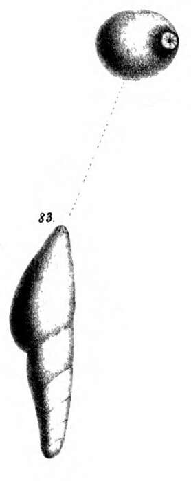 Image of Marginulina subtrigona Schwager 1866