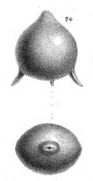 Image of Fissurina staphyllearia Schwager 1866