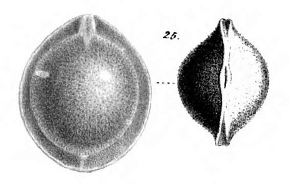 Image of Fissurina capillosa Schwager 1866