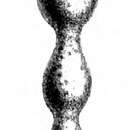 Image of Nodosaria maculata Schwager 1866