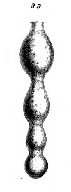 Image of Nodosaria maculata Schwager 1866