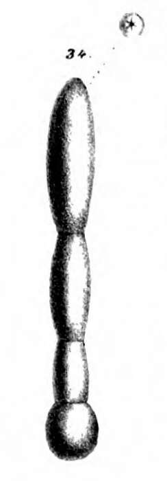 Image of Nodosaria tympaniplectriformis Schwager 1866