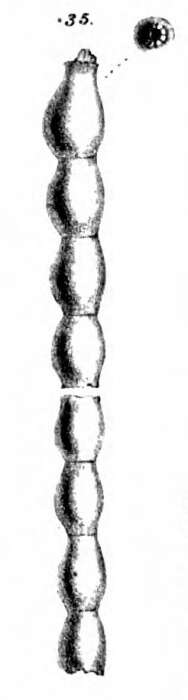 Image of Nodosaria recta Schwager 1866