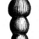 Image of Nodosaria subradicula Schwager 1866