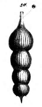 Image of Nodosaria subradicula Schwager 1866