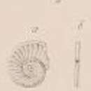 Image of Operculina ammonea Leymerie 1846
