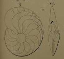 Image de Heterostegina suborbicularis d'Orbigny ex Fornasini 1904