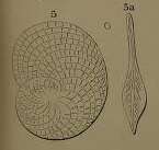 Image de Heterostegina suborbicularis d'Orbigny ex Fornasini 1904