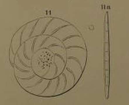 Image de Assilina nitida d'Orbigny ex Fornasini 1904