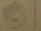 Image de Assilina radiolata d'Orbigny ex Fornasini 1904