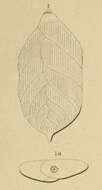Image of Polymorphina aculeata Ehrenberg 1844
