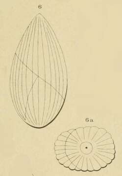 Image of Globulina grateloupi d'Orbigny 1852