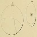 Image of Globulina depressa d'Orbigny 1850