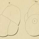Image of Globulina deformis d'Orbigny 1852