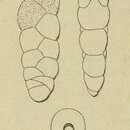 Image of Textularia punctata d'Orbigny 1852