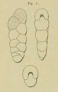 Image of Textularia punctata d'Orbigny 1852