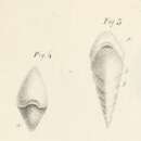 Image of Textularia aciculata d'Orbigny 1826