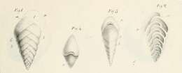 Image of Textularia aciculata d'Orbigny 1826