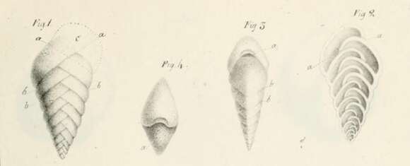 Image de Textularia aciculata d'Orbigny 1826