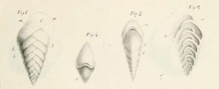 Image of Textularia aciculata d'Orbigny 1826